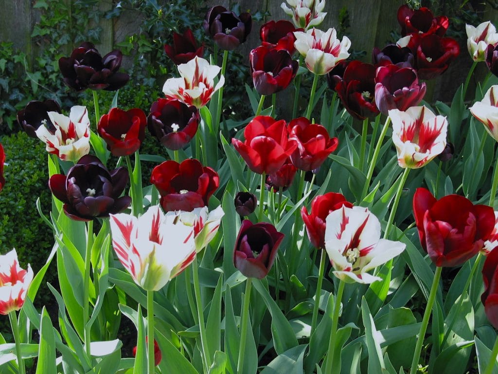 Sylvagrow tulip planting tips