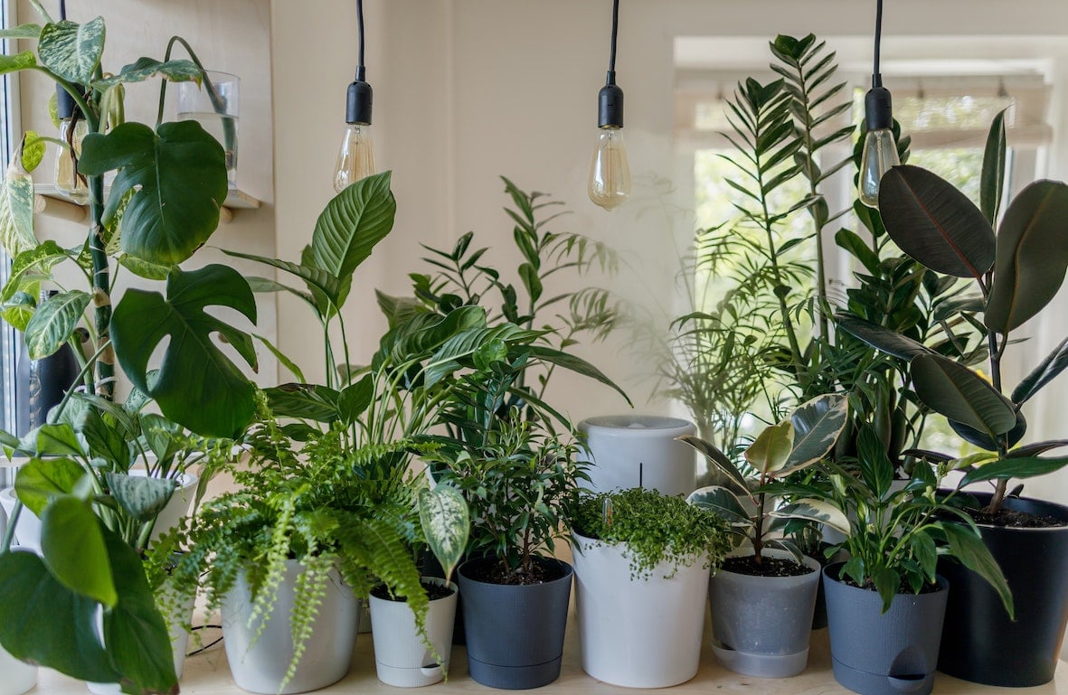 Houseplant tips from SylvaGrow