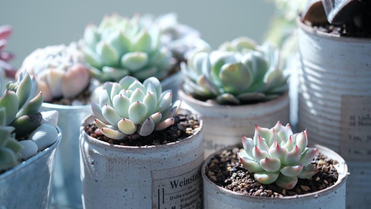 Succulent Houseplant tips from SylvaGrow