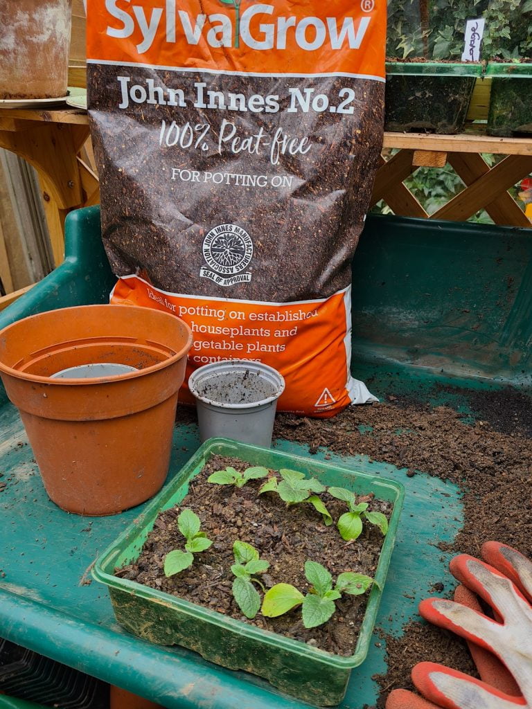 SylvaGrow John Innes 2 potting up peat free compost