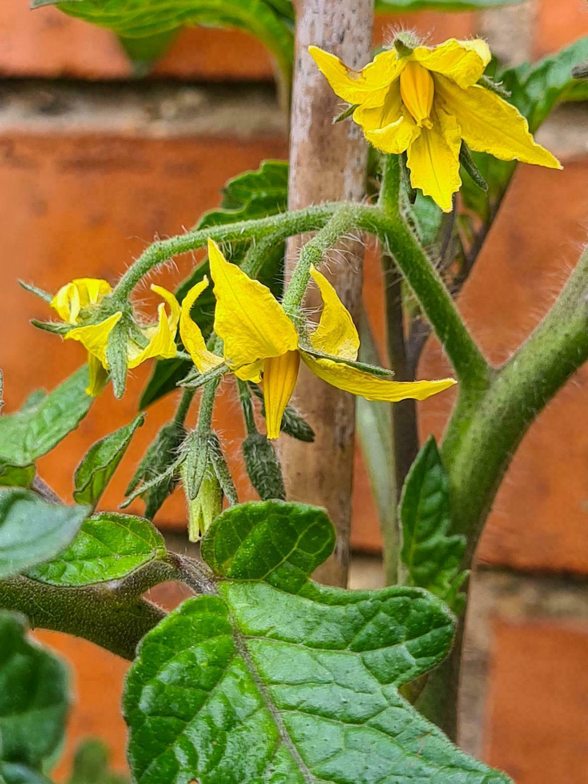 Flowers on SylvaGrown tomatoes