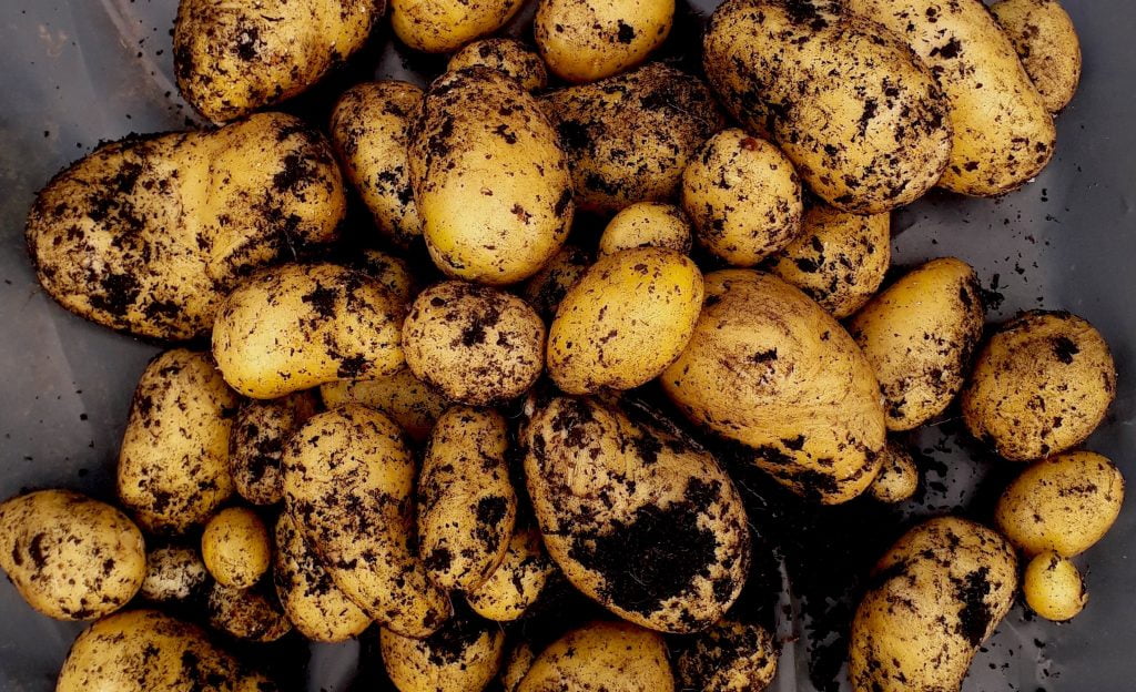 SylvaGrown potato harvest