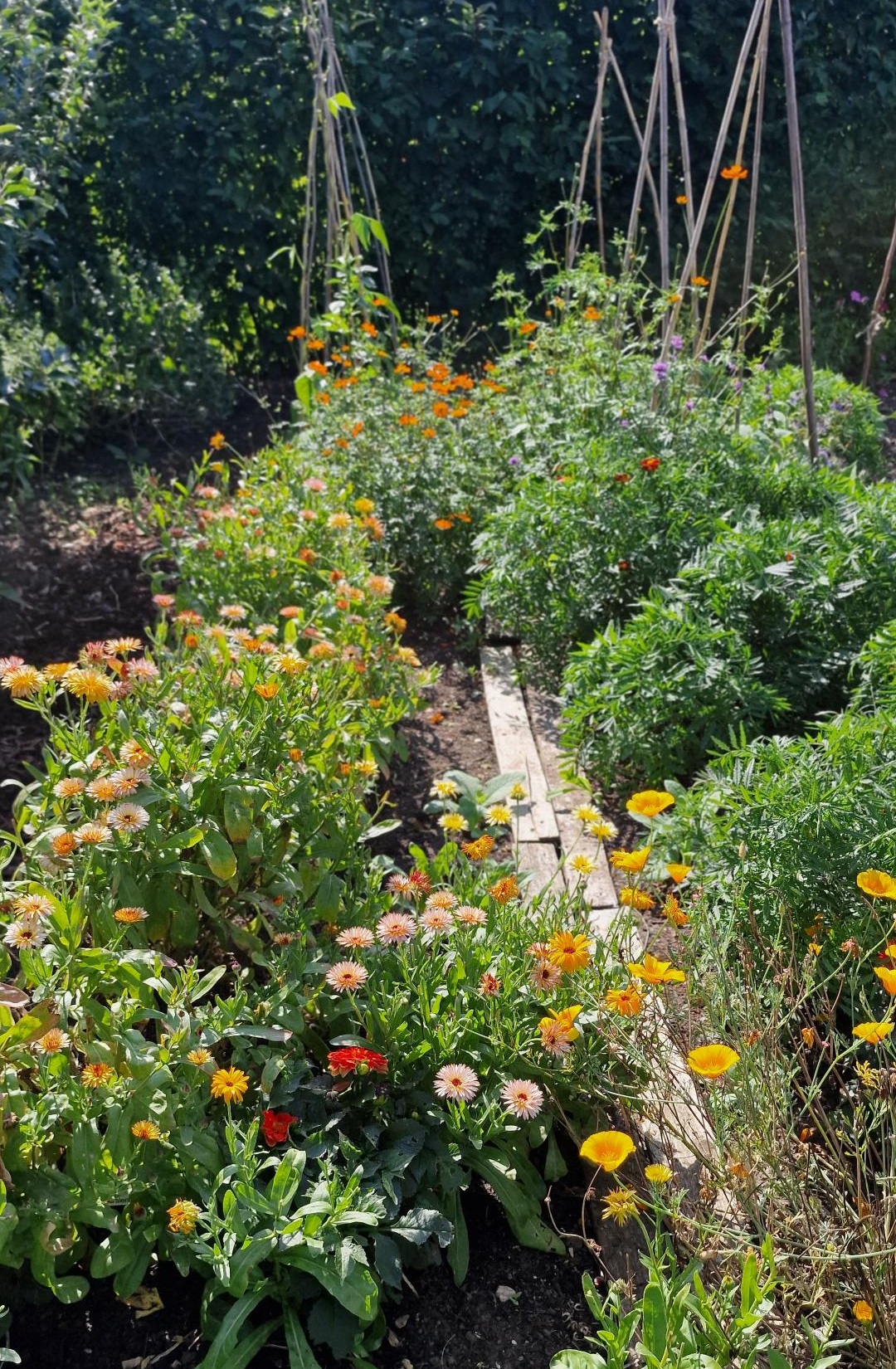 Our peat-free SylvaGrow Organic in action at Garden Organic