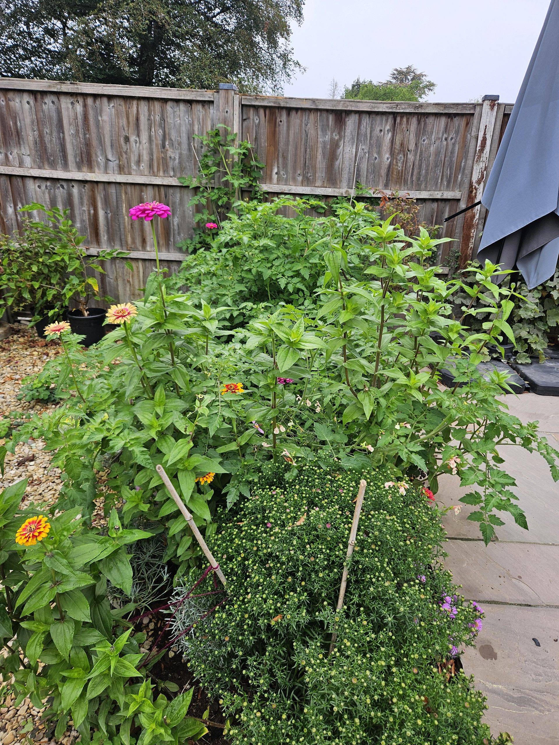 Reclaiming the Garden: How I Revived the Soil Under an Old Deck