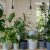 Houseplant tips from SylvaGrow